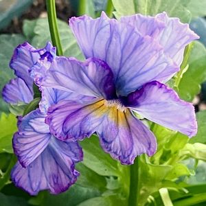 ビオラ・パンジー,#ガーデニング,エクステリアの画像