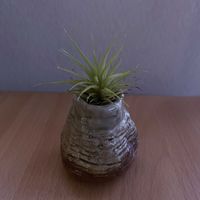 チランジア,一輪挿し,iPhone撮影,asingleflowervase,リビング・ダイニングの画像