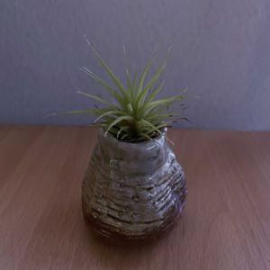 チランジア,一輪挿し,iPhone撮影,asingleflowervase,リビング・ダイニングの画像