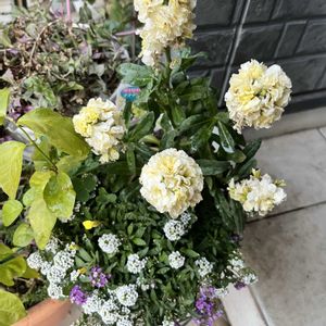 寄せ植え,植物のある暮らし,医療従事者の方々へエールを,訪問看護師にエールを,玄関アプローチの画像