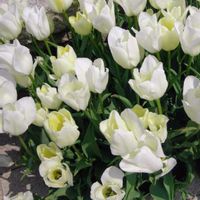 チューリップ,ビタミンカラー,過去pic,今日のお花,いいねありがとうございます♪の画像