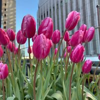 チューリップ,花のある暮らし,今日のお花,ねこと緑のある暮らしの画像