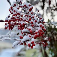 サザンカ,ナンテン,白実南天,山野草,実家の庭の画像
