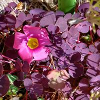 オキザリス,花のある暮らし,ミッチの会,小さな庭の画像