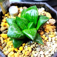 ハオルチア,ハオルチア オブツーサ,多肉植物,ハオルチア属,多肉大好きの画像