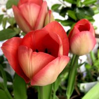 チューリップの画像