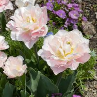 チューリップ,原種チューリップ,八重咲きチューリップ,アイスチューリップ,球根植物の画像