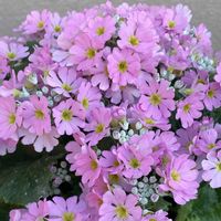 ハートカズラ,プリムラ マラコイデス,プリムラ　ジュリアン,プリムラオブコニカ,寒くても元気の画像