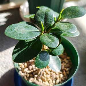 ガジュマル,ガジュマル,観葉植物,ガーデニング,ボタニカルライフの画像