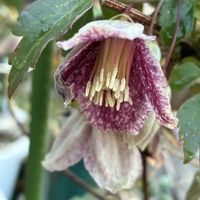 クレマチス,クレマチス日枝,クレマチス 鉢植え,クレマチス♬,クレマチス．の画像