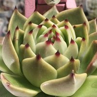 多肉植物,エケベリア属,クマと多肉日記の画像