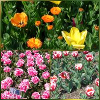 チューリップ,過去pic,今日のお花,世界平和,被災地にエールを…。の画像