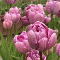 チューリップ,公園,今日のお花,ツバキ。,白い水曜日♡の画像