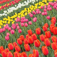 チューリップ,癒し,花のある暮らし,外出先,応援花❤️の画像