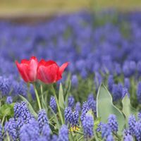 チューリップの画像