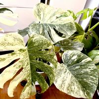 モンステラ,サトイモ科,モンステラ デリシオーサ,モンステラ デリシオーサ タイコンステレーション,モンステラ デリシオーサ タイコンステレーション レガシーの画像