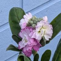 ストックの画像