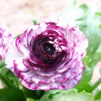 ラナンキュラス,記録用,週末ガーデナー,半日陰の庭,タカハシプランツの画像