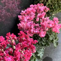 シクラメン,シクラメン,アベリア,アベリア,アベリアの画像