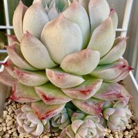 エレガンスクイーン,多肉植物,多肉大好き,多肉おばちゃん,多肉ラボ©の画像