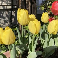 チューリップ,赤い花,プランター,黄色い花,花のある暮らしの画像