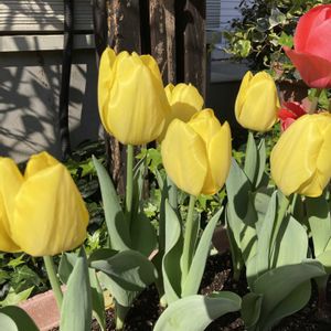 チューリップ,赤い花,プランター,黄色い花,花のある暮らしの画像