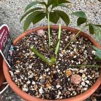 クリスマスローズ,クリスマスローズ,糸ピコの画像