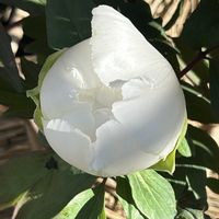 ボタン,冬ぼたん,山野草,白い花,山野草大好きの画像