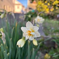 スイセン,スイセン,チューリップ,チューリップ,バラの画像