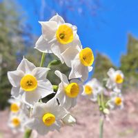 スイセン,水仙,日本水仙,八重咲きスイセン,山野草の画像