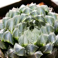 ハオルチア,多肉植物,ハオルチア属,透明な窓,Haworthia オリジナル交配の画像