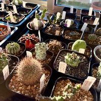 サボテン,冬越しの画像