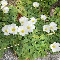 オキザリス,散歩にて,いいねをありがとうございます¨̮♡︎の画像