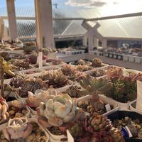 南十字星,多肉植物,多肉棚DIY,多肉病,ベランダの画像