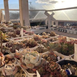 南十字星,多肉植物,多肉棚DIY,多肉病,ベランダの画像