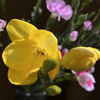 ナデシコ,フリージアの画像