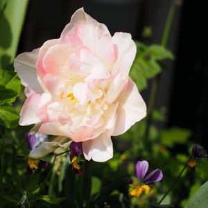 チューリップ,植栽,お出かけ先にての画像