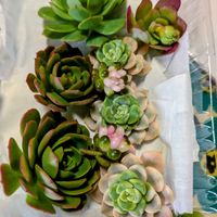 多肉植物,大好き♡︎ʾʾ,可愛い❤,おうち園芸の画像