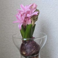 ヒヤシンスの画像