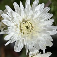 小菊,花が好き,無農薬❤家庭菜園,野菜が好き,庭の画像