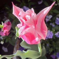 あずき,地道にコツコツ,島根県松江市,いない松江春日店,松江農林高校の画像