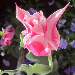 あずき,地道にコツコツ,島根県松江市,いない松江春日店,松江農林高校の画像