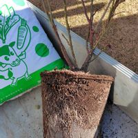 植え替え,バラの冬剪定,ばら バラ 薔薇,ウクライナに平和を,地味な仕事の画像