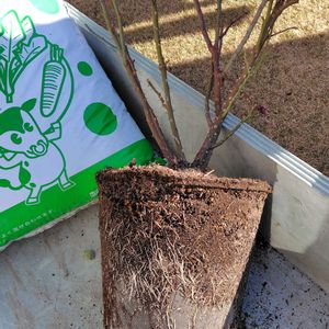 植え替え,バラの冬剪定,ばら バラ 薔薇,ウクライナに平和を,地味な仕事の画像