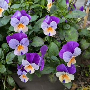 ビオラ,寄せ植え.,鉢植え,花壇,お花のある暮らしの画像