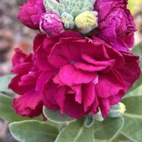 ストック,八重咲きストック,ナチュラルガーデン,冬を楽しむ,お庭の花たちの画像