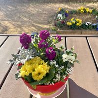 ビオラ,プリムラ　ジュリアン,八重咲きストック,スイートアッサム,白妙菊(しろたえぎく)の画像