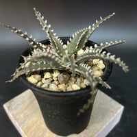 多肉植物,観葉植物,アロエ属,珍奇植物,ビザールプランツの画像