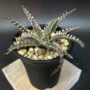 多肉植物,観葉植物,アロエ属,珍奇植物,ビザールプランツの画像