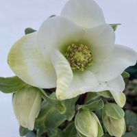 クリスマスローズ,クリスマスローズクリスマスキャロル,花のある暮らし,おうち園芸,❄️冬にまけるな❄️の画像